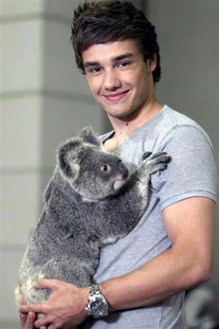 Liamek a Koala